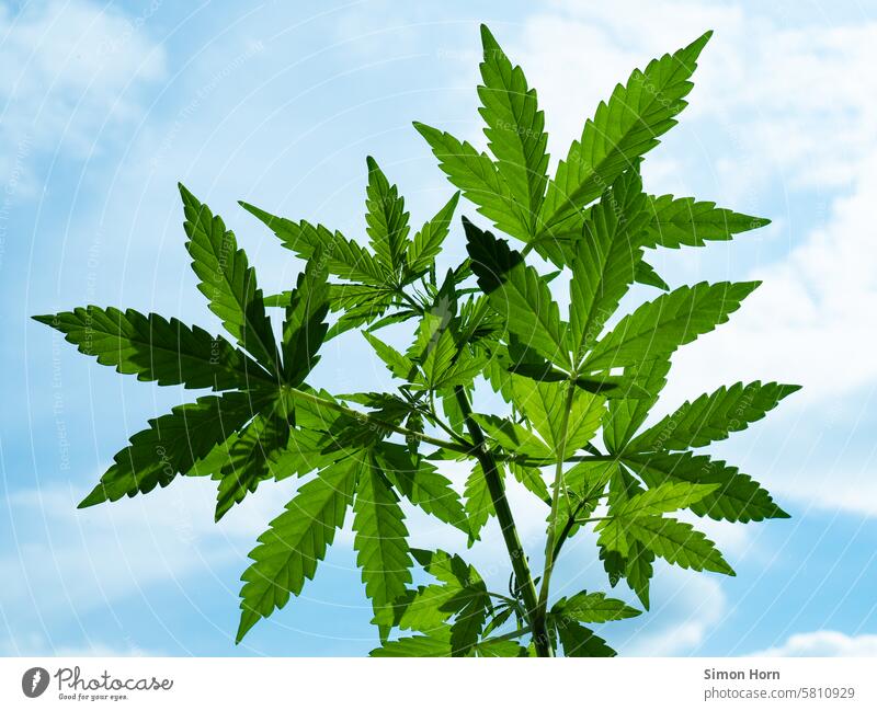 charakteristische Blätter einer Cannabispflanze vor blauem Himmel anbauen Marihuana Hanf Legalisierung Gras Betäubungsmittel Rauschmittel Gewächshaus
