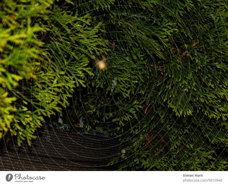 ein dichtes Gebüsch mit einer unscharfen Spinne im Vordergrund Busch Hintergrund Unschärfe spinnen abseilen Versteck Fokus auf den Hintergrund Objekt