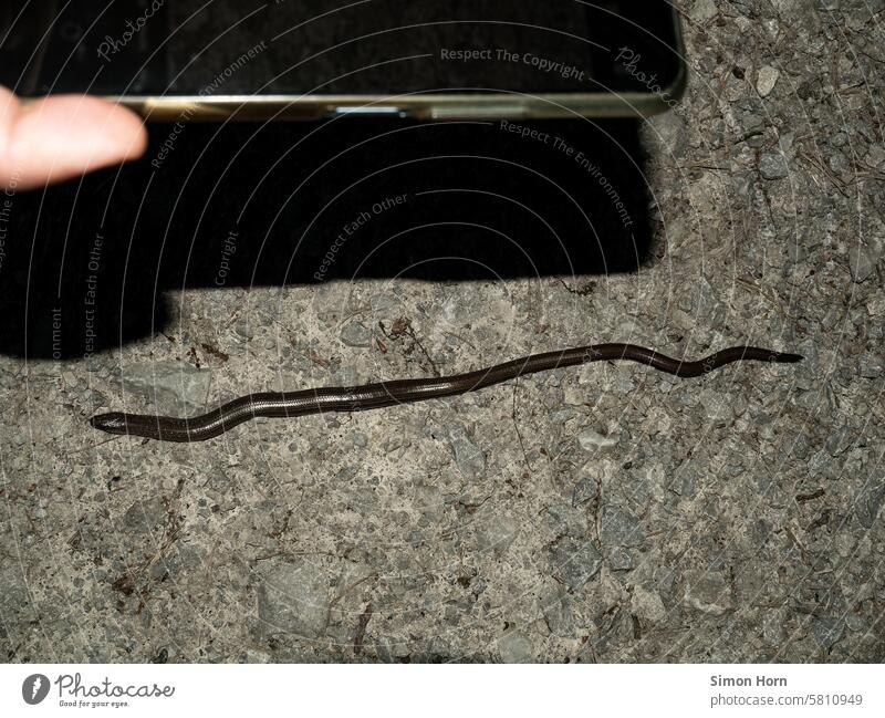 ein Smartphone wird über eine Blindschleiche gehalten, um diese zu fotografieren Reptil schlängeln beobachten Echsen Wildtier Tierporträt Nahaufnahme Fauna