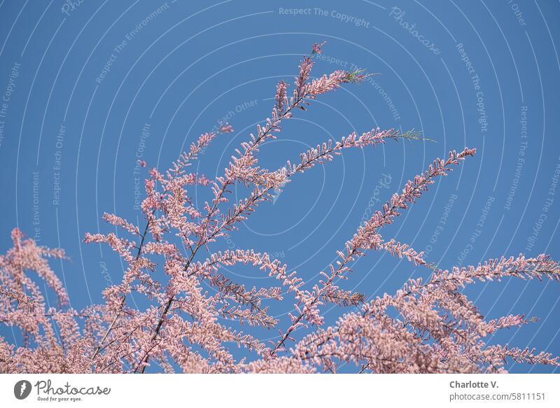 Frühlings-Tamariske - Tamarix parviflora Natur Blüte Pflanze Strauch blühender Strauch Blühend Himmel blauer Himmel wolkenloser Himmel schönes Wetter Rosa Blau