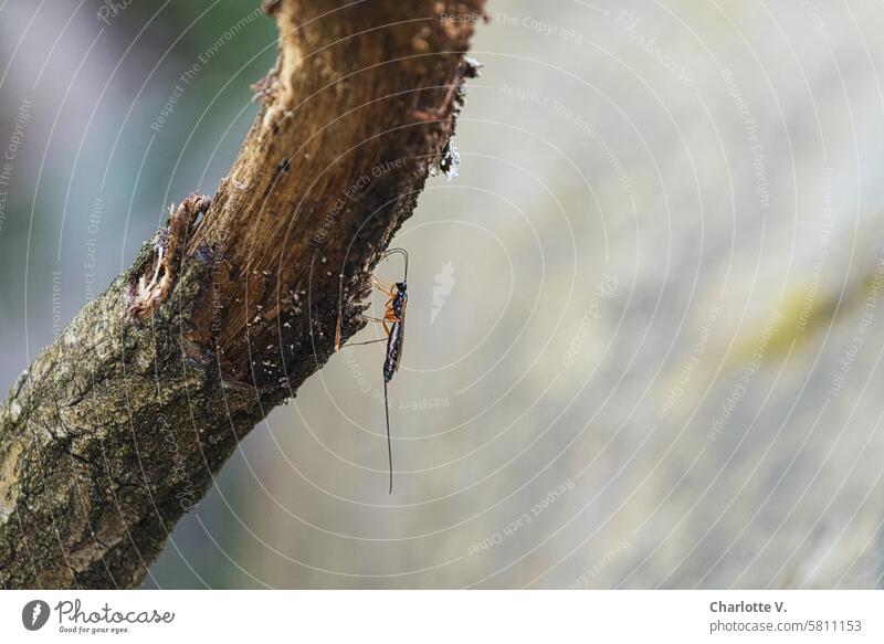 Fragiles Insekt an einem Baumstamm I Schnake (Tipulidae) fragil Natur Tier zart Außenaufnahme