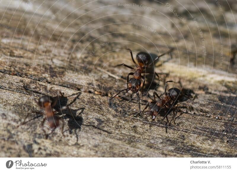 Waldameisen - Formica Ameisen drei Ameisen Tiere Wildtiere Insekten Arbeiterinnen