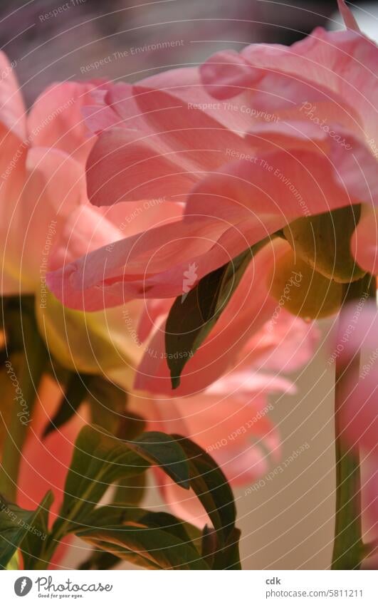 Pfingstrosen an Pfingsten | vom Sommer träumen. Pfingstsonntag Rose Rosen rosa Blume Blüte Frühling Natur schön frisch romantisch Blütezeit Blühend natürlich