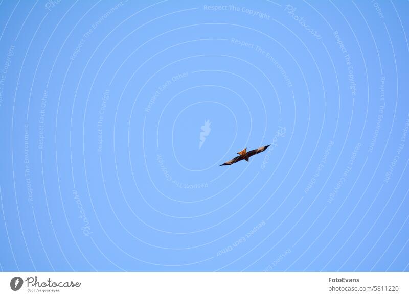 Ein Vogel hoch oben im blauen Himmel Textfreiraum Natur fliegen Tag Hintergrund Tier Blauer Himmel Greifvogel Roter Milan Milvus milvus Falkenartig Tierwelt