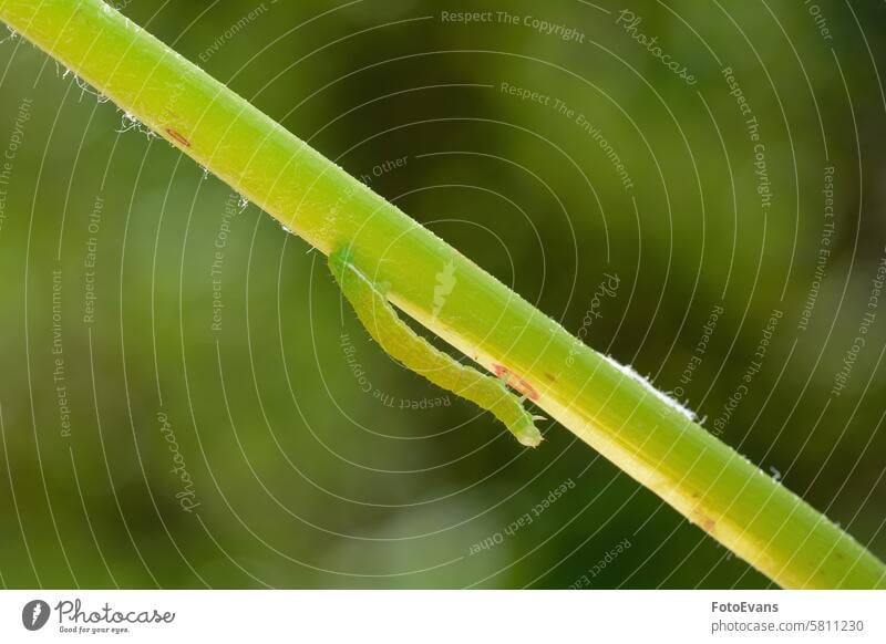 Grüne Raupe auf einem Pflanzenstängel Parasit schließen kriechend Natur Biologie Insekten Hintergrund Tier Monster Makro Schmetterlingsraupen Sonnenlicht lebend