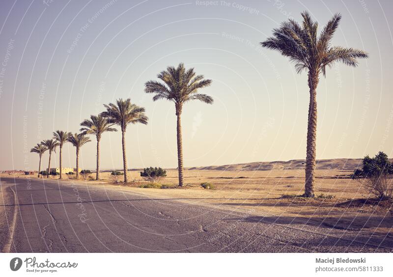 Wüste Asphaltstraße mit Palmen, Reise-Konzept, Farbe Tonung angewendet, Ägypten. wüst Straße Autobahn reisen Natur retro getönt Sonne Landschaft Himmel leer