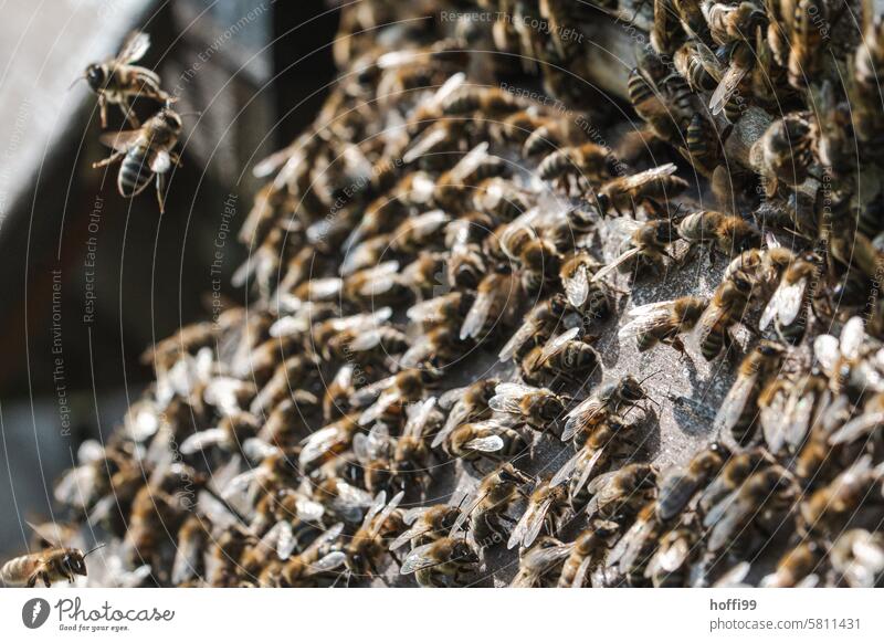 Nahaufnahme von Bienen im Flug und auf einer Wabe Bienenzucht Bienenstock Honigwabe Imker Bienenkorb Honigbiene Kolonie imkern Honigbeuten Imme Honigraum