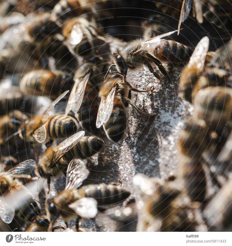 Nahaufnahme von Bienen auf einer Wabe Bienenzucht Bienenstock Honigwabe Imker Bienenkorb Honigbiene Kolonie imkern Honigbeuten Imme Honigraum Bienentraube