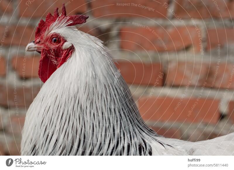 Der Hahn ganz groß im Bilde Hahnenkamm Sundheimer Huhn Porträt Hühnervögel Haustier Kamm Schnabel Federvieh artgerechte Tierhaltung Geflügel Nutztier