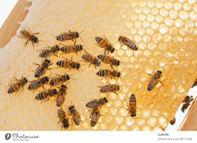 Nahaufnahme von Bienen auf einer Wabe im Gegenlicht Bienenzucht Bienenstock Honigwabe Imker Bienenkorb Honigbiene Kolonie imkern Honigbeuten Imme Honigraum