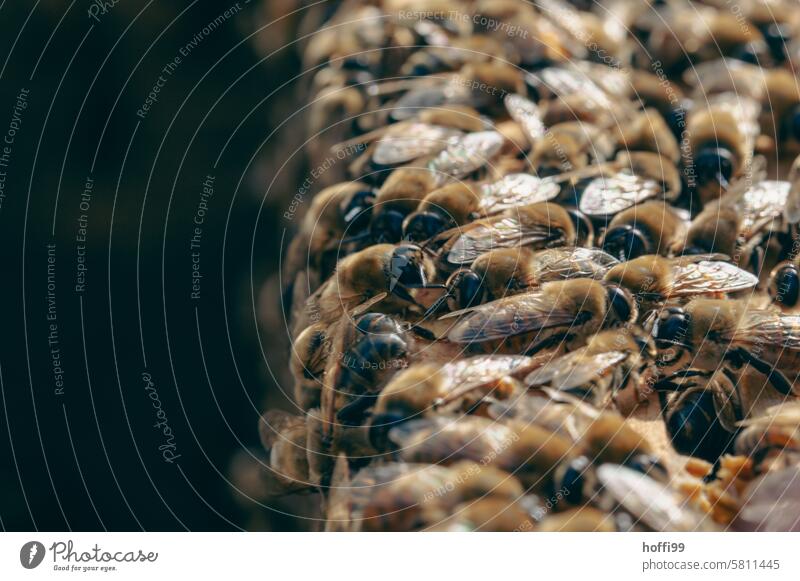 Nahaufnahme von Bienen auf einer Wabe Bienenzucht Bienenstock Honigwabe Imker Bienenkorb Honigbiene Kolonie imkern Honigbeuten Imme Honigraum Bienentraube