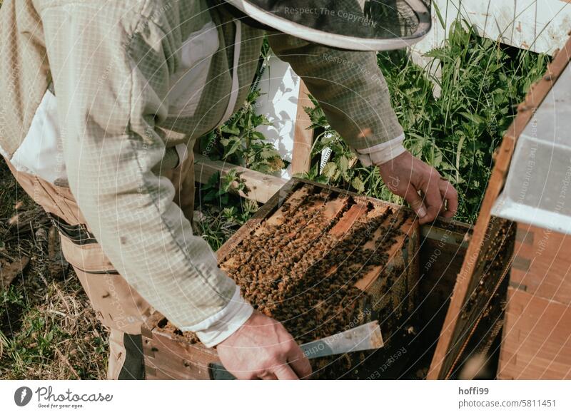 ein Imker bei der Arbeit am Bienenstock Imkerei Sichtprüfung Honigwabe prüfen Sichtung Honigbiene Wabe Bienenwachs Bienenkorb Bienenzucht hausgemacht Wachs