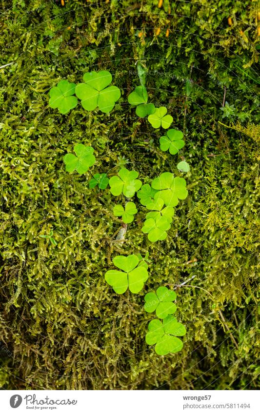 Waldsauerklee und Moos Sauerklee Waldboden grün 3 blättrig Natur Pflanze Umwelt Außenaufnahme Menschenleer Farbfoto Detailaufnahme Oxalis Nahaufnahme Tag