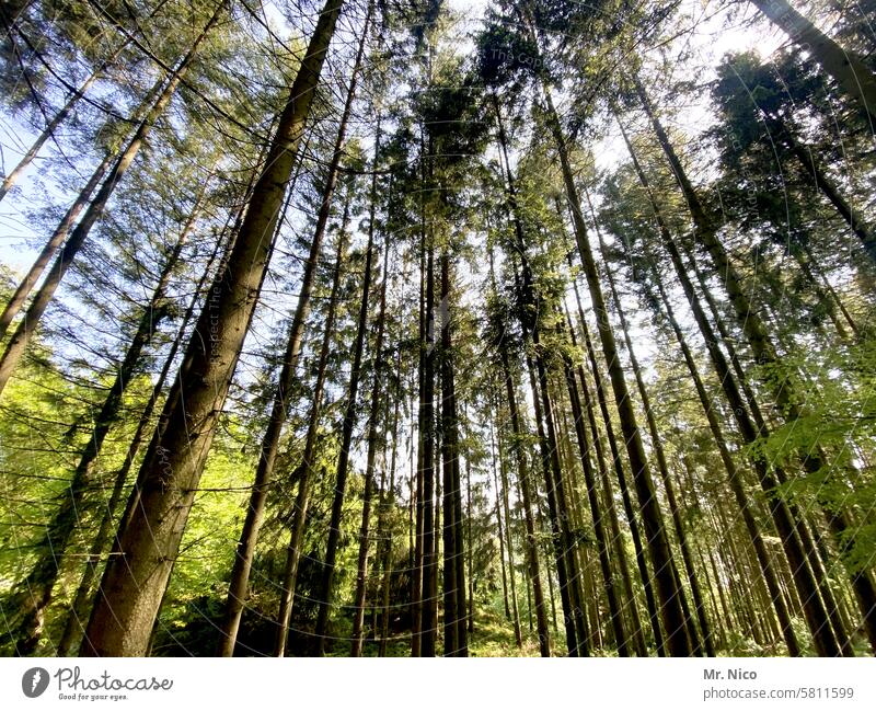 waldrauschen Wald Umwelt waldgebiet natürlich Landschaft Waldstimmung Waldspaziergang Bäume Natur Baum Waldbaden Höhe Baumstamm ruhig Erholung grün Pflanze