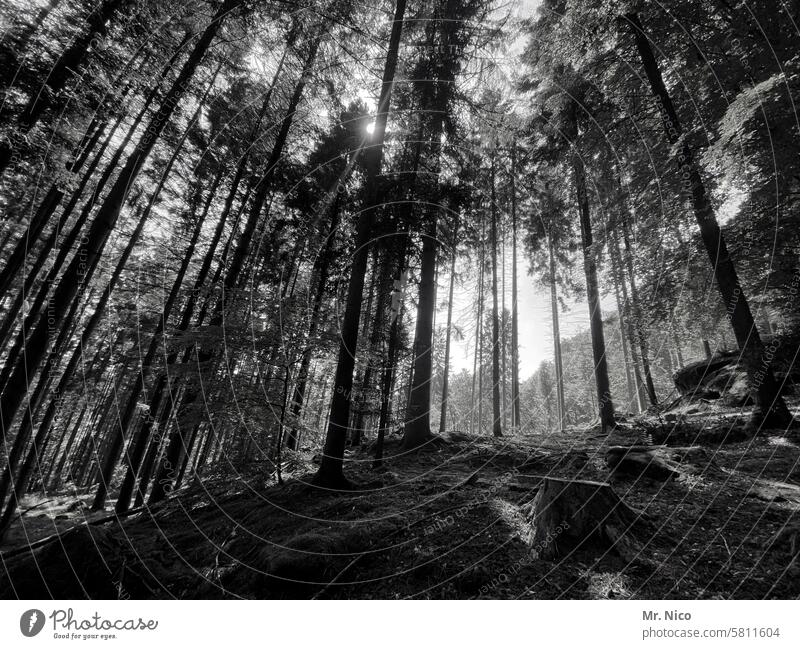 schwarzwald Wald Natur Bäume Landschaft natürlich Waldstimmung hügelig waldgebiet Waldspaziergang Waldboden Umwelt