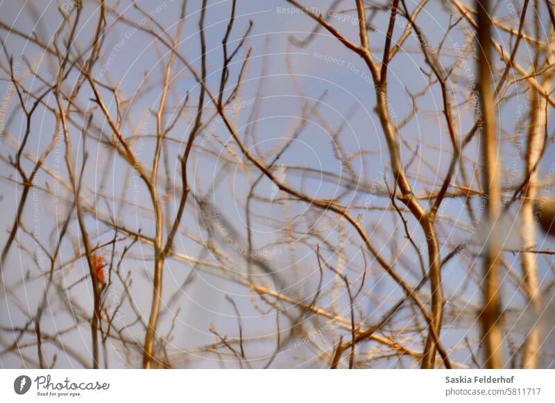 Baumzweige spiegeln sich auf dem Wasser Bäume Niederlassungen Reflexion & Spiegelung weich weiches Licht Natur Frühling reflektieren verträumt Umwelt Landschaft
