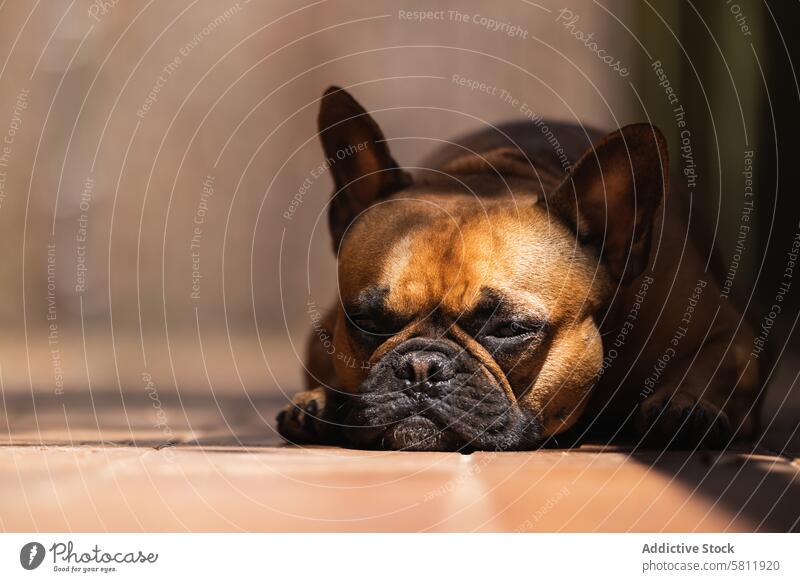 Französische Bulldogge entspannt auf der Terrasse eines Hauses Hund sich[Akk] entspannen französische Bulldogge bezaubernd niedlich Tier Veranda su