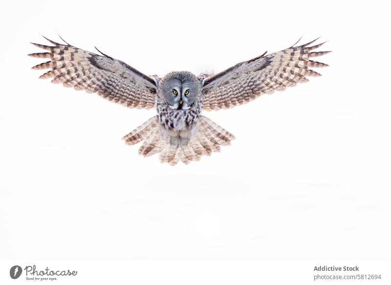 Steinkauz im Flug gegen weißen Hintergrund Waldohreule Bartkauz Vogel in der Luft Flügel Federn Tierwelt Natur Raubtier Raptor Vogelbeobachtung vereinzelt