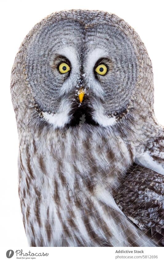 Nahaufnahme eines Steinkauzes mit stechenden Augen Waldohreule großes Grau Porträt Vogel Raubtier Raptor Tierwelt Gefieder gelbe Augen intensiv anschauend