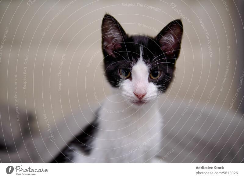 Nahaufnahme eines jungen schwarz-weißen Kätzchens mit neugierigem Blick Katzenbaby Haustier Tier katzenhaft heimisch Porträt Gesicht niedlich klein