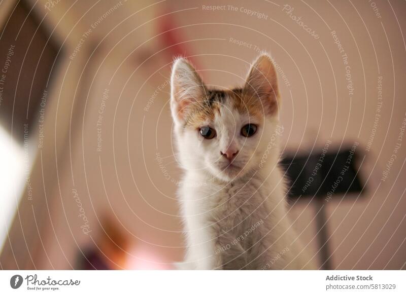Nahaufnahme eines jungen Calico-Kätzchens, das direkt in die Kamera schaut Katzenbaby Kattun Haustier Tier niedlich pelzig klein heimisch Säugetier katzenhaft