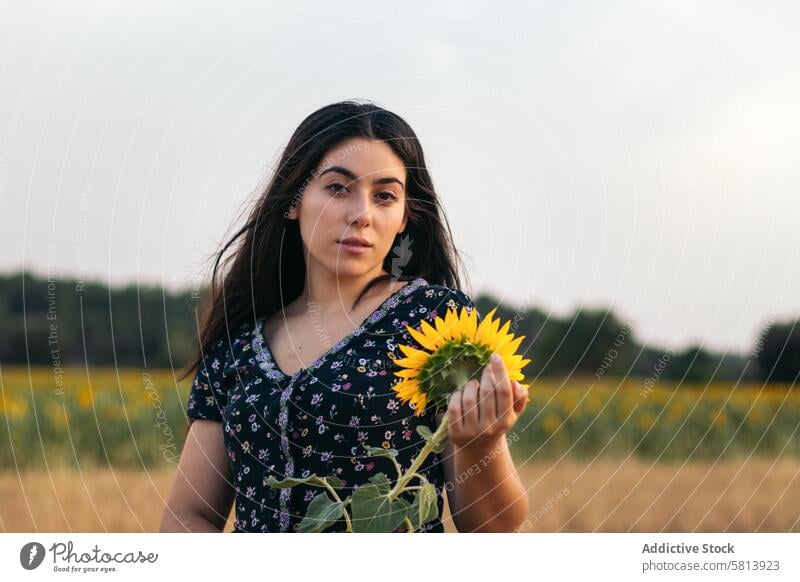 Porträt einer hübschen jungen Frau mit langen Haaren auf dem Lande Sonnenblume Natur Feld Menschen Sommer Ackerbau im Freien Blume gelb Glück Landschaft