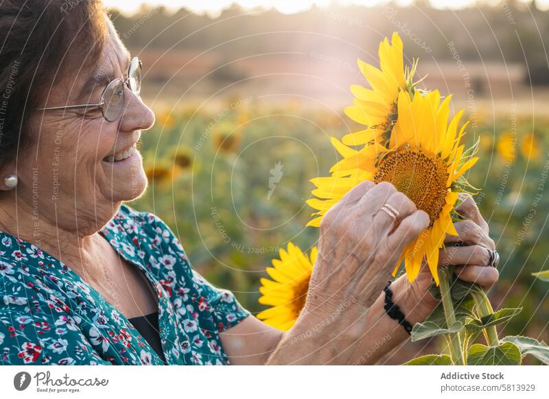 Ältere Frau in einem Feld mit Sonnenblumen älter Natur Menschen Sommer Ackerbau im Freien Blume gelb Senior Glück Landschaft Hintergrund sonnig Porträt grün