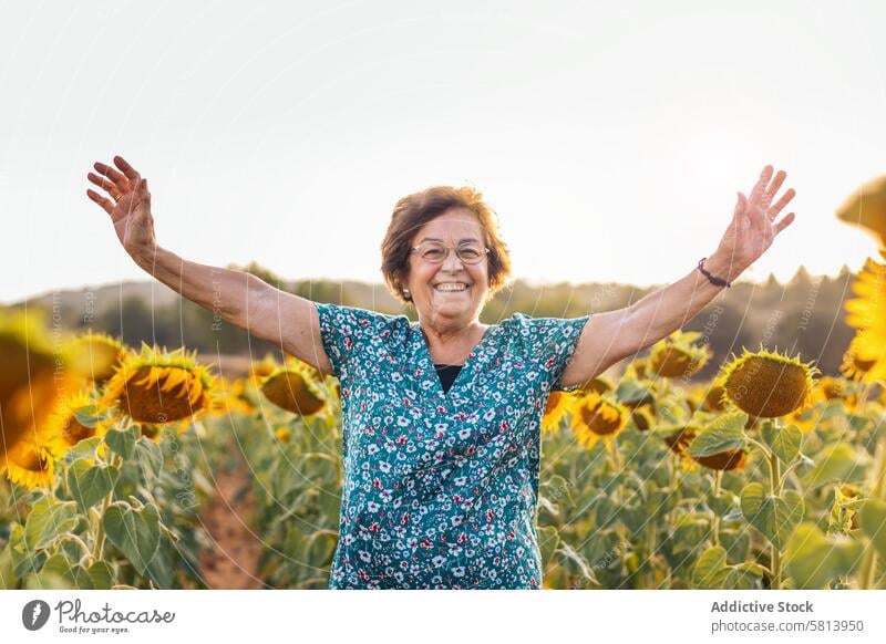 Ältere Frau in einem Feld mit Sonnenblumen älter Natur Menschen Sommer Ackerbau im Freien Blume gelb Senior Glück Landschaft Hintergrund sonnig Porträt grün