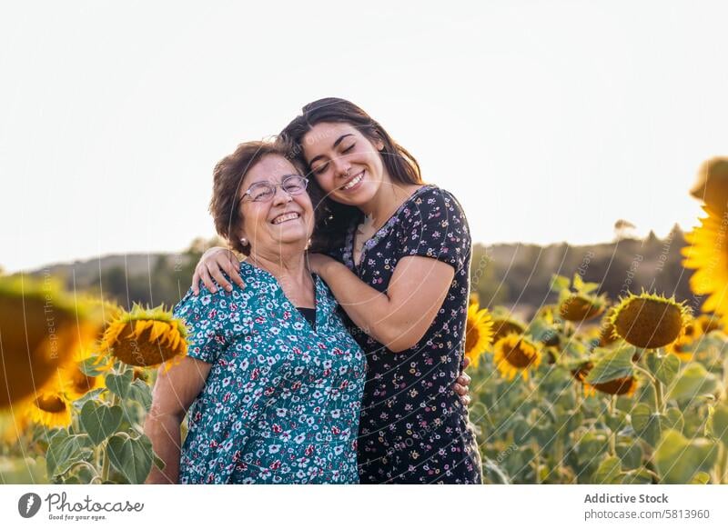 Gemeinsame Momente ausnutzen. Großmutter und Enkelin in einem Sonnenblumenfeld. Frau älter Natur Feld Menschen Sommer Ackerbau im Freien Blume gelb Senior Glück