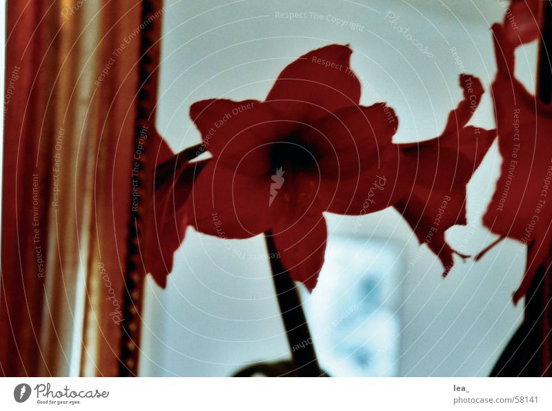gespiegelt Amaryllisgewächse Blume Spiegel rot Blüte goldrahmen