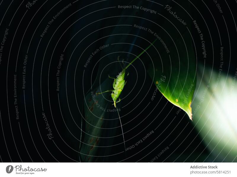 Nachtaufnahme einer Nashornheuschrecke, die auf einem Blatt sitzt Natur Makro Wanze Tier Tierwelt Insekt grün Nahaufnahme Detailaufnahme Umwelt Pflanze Flügel