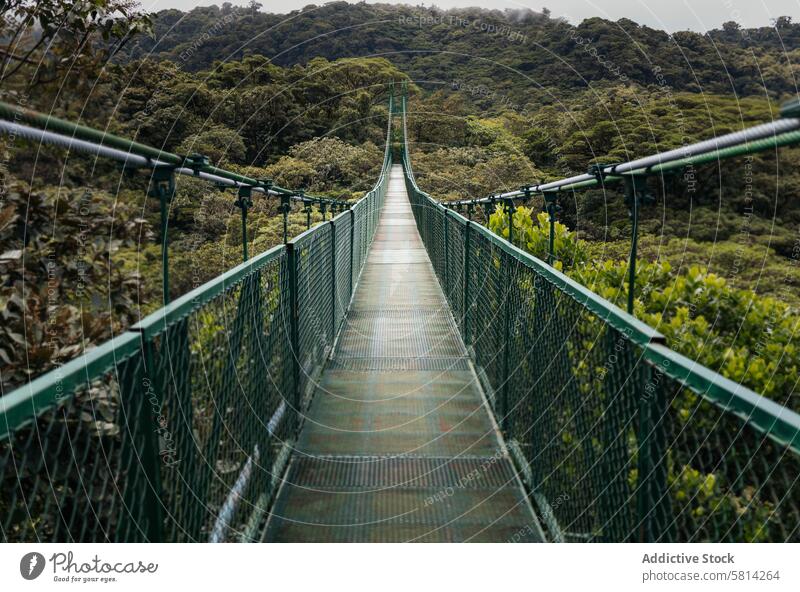 große Brücke im Dschungel von Monteverde, Costa Rica natürlich Baum grün Hintergrund Park Landschaft reisen Natur im Freien Pflanze Wald Umwelt Saison Tourismus