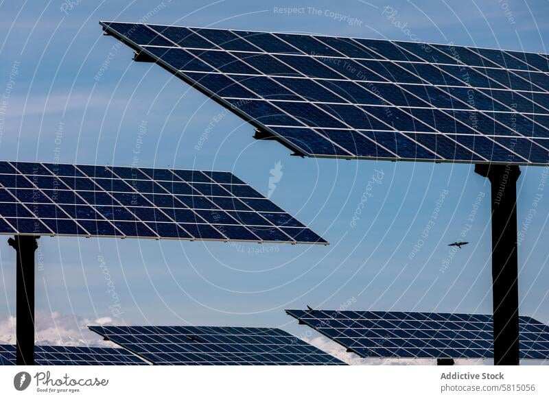 Integration von Natur und erneuerbarer Solarenergie Sonnenkollektor Erneuerbare Energie Vogel Silhouette Himmel blau Technik & Technologie umgebungsbedingt