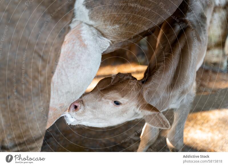 Kalb, das von einer Kuh in einem Milchviehbetrieb gesäugt wird Wade Krankenpflege Ackerbau Viehbestand Melken Industrie Mutterschaft natürlich Bonden