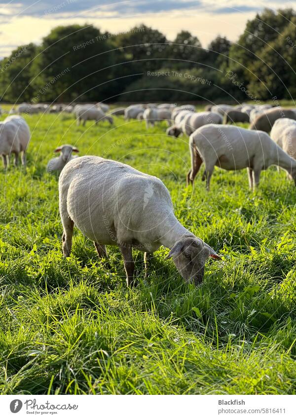 Schafherde grast auf einer Wiese grasen Schafe Herde Tiergruppe Nutztier Natur Landschaft Wolle Nutztiere Schafswolle Außenaufnahme Weide Gras Menschenleer
