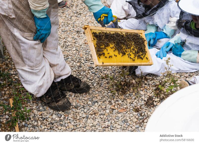 Imker zeigt einer Gruppe von Kindern im Bienenstock die Honigwaben Bienenkorb Wabe Unternehmen zeigen Menschengruppe Tracht Bienenzucht behüten