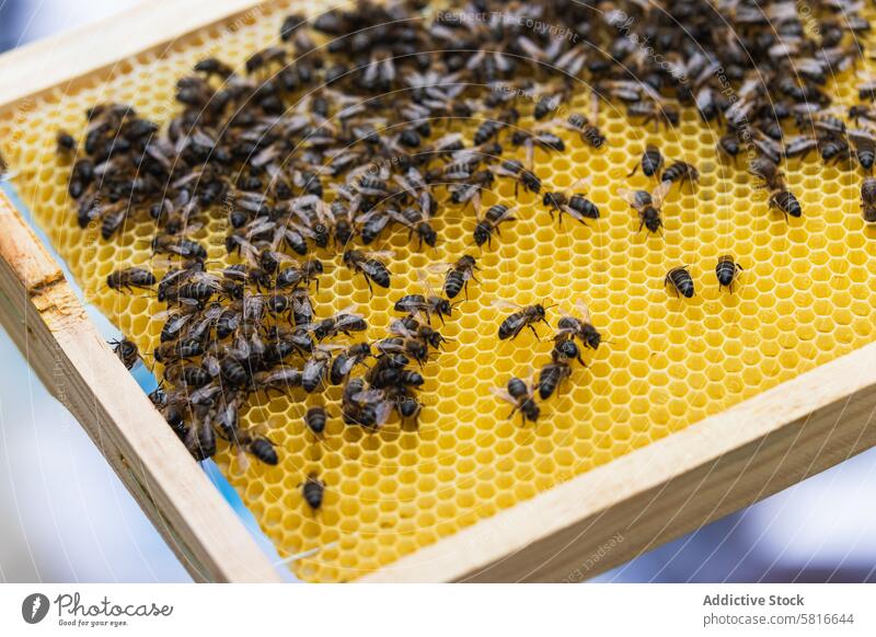Honigwabe mit Bienen im Bienenstock Wabe Wachs Insekt Bienenkorb Liebling Schwarm viele natürlich Bienenzucht Sommer krabbeln Kreatur Bargeld Bauernhof