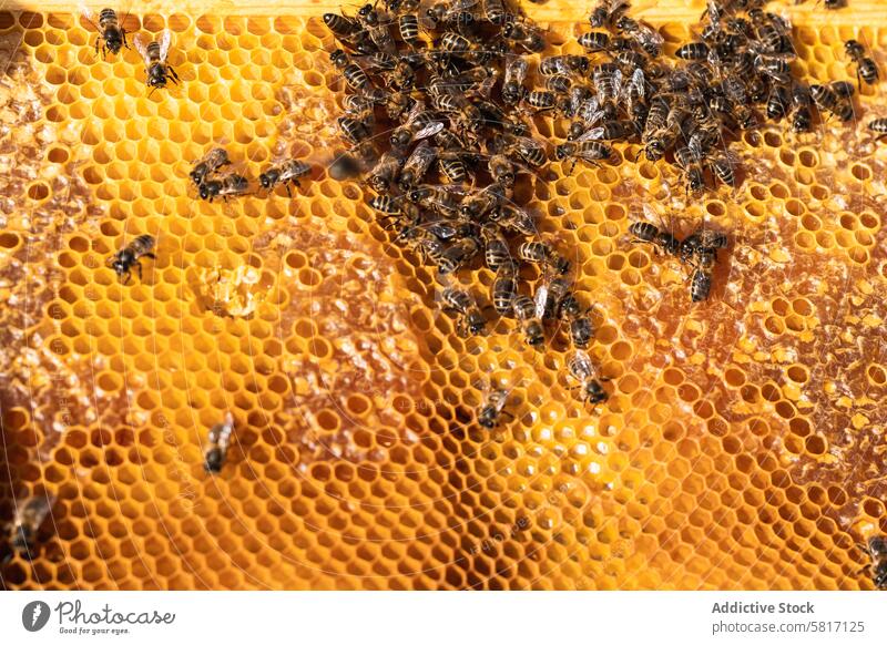 Bienen auf Waben im Bienenstock Liebling Bienenkorb Insekt Bienenzucht viele Landschaft Schwarm klein ländlich Tageslicht Bauernhof Sommer tagsüber Bargeld