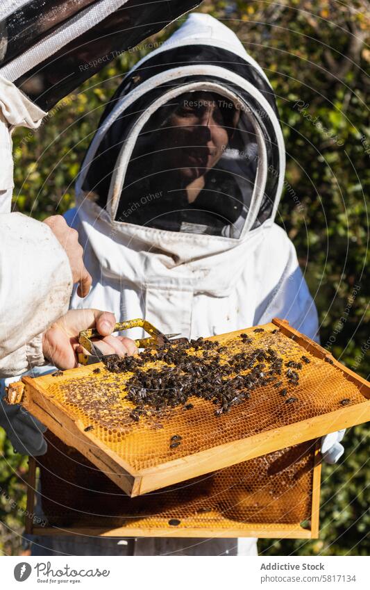 Imker bei der Arbeit im Bienenstock im Sommer Wabe Bienenkorb Liebling Zusammensein Garten Tracht Bienenzucht behüten Anzug sonnig professionell tagsüber Natur