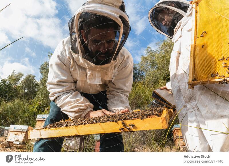 Imker arbeiten gemeinsam im Bienenstock Bienenkorb Wabe Bienenzucht Arbeit Zusammensein Tracht Insekt Garten Sommer behüten Anzug sonnig professionell tagsüber