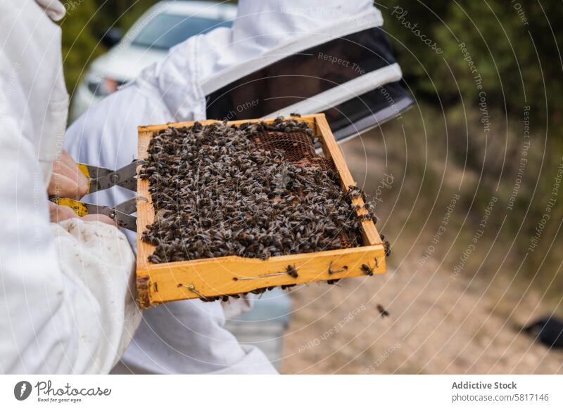 Imker mit vielen Bienen auf Waben Bienenkorb Liebling Arbeit Garten Sommer Bienenzucht Tracht behüten Anzug sonnig professionell tagsüber Natur Bauernhof
