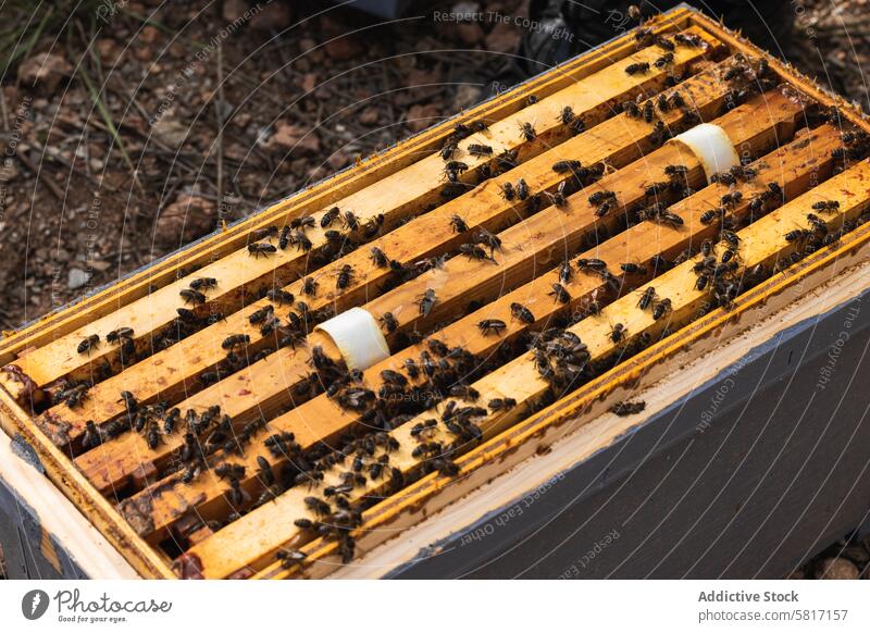 Bienen im Stock im Bienenhaus Bienenstock Bienenkorb Insekt viele Schwarm sonnig hölzern klein ländlich Tageslicht Bauernhof Sommer tagsüber Landschaft