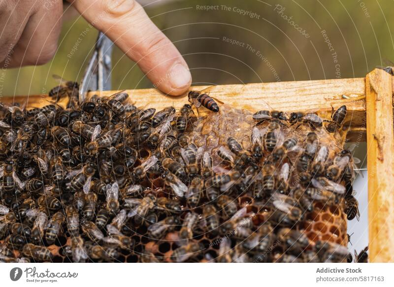 Imker in der Nähe des Bienenstocks mit Bienen Wabe Bienenkorb Insekt hölzern Liebling Rahmen viele beschäftigt Bauernhof Prozess Natur klein Saison Arbeiter