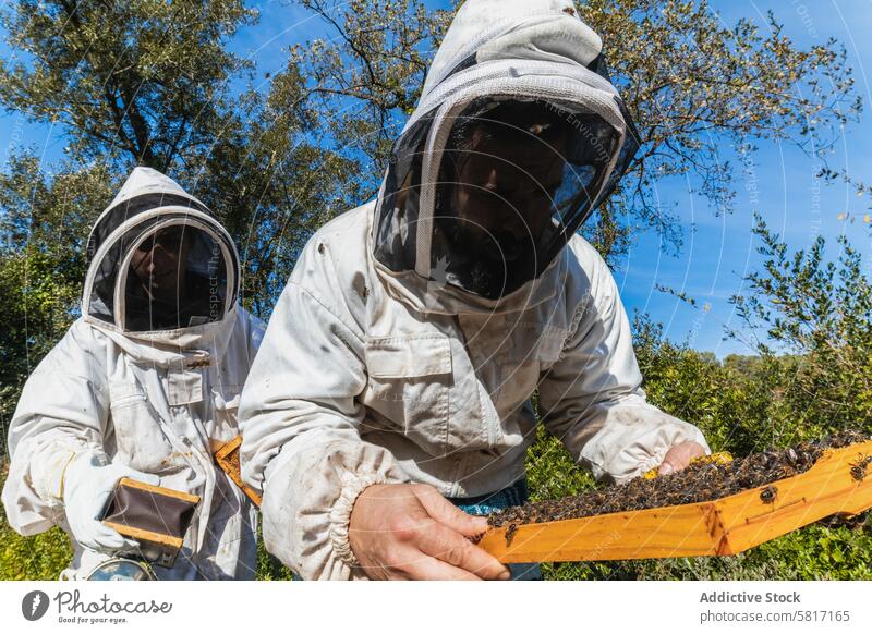 Imker arbeiten gemeinsam im Bienenstock Bienenkorb Wabe Bienenzucht Arbeit Zusammensein Tracht Insekt Garten Sommer behüten Anzug sonnig professionell tagsüber