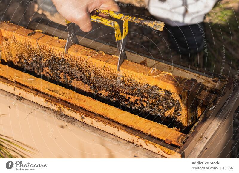 Imker bei der Arbeit im Bienenstock im Sommer Bienenkorb Wabe Liebling Tracht Garten Insekt Bienenzucht viele behüten Anzug sonnig professionell tagsüber Natur