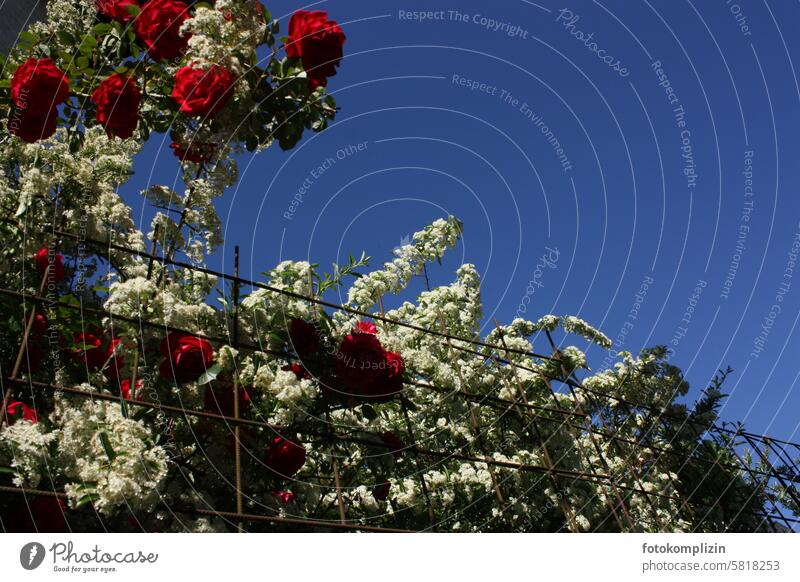 blühende Rosen- und Feuerdornhecke Hecke Zaun Himmel Rosenhecke rot weiß blau Strauch Sträucher leuchtend Blumen Blüten Fülle Heckenpflanze