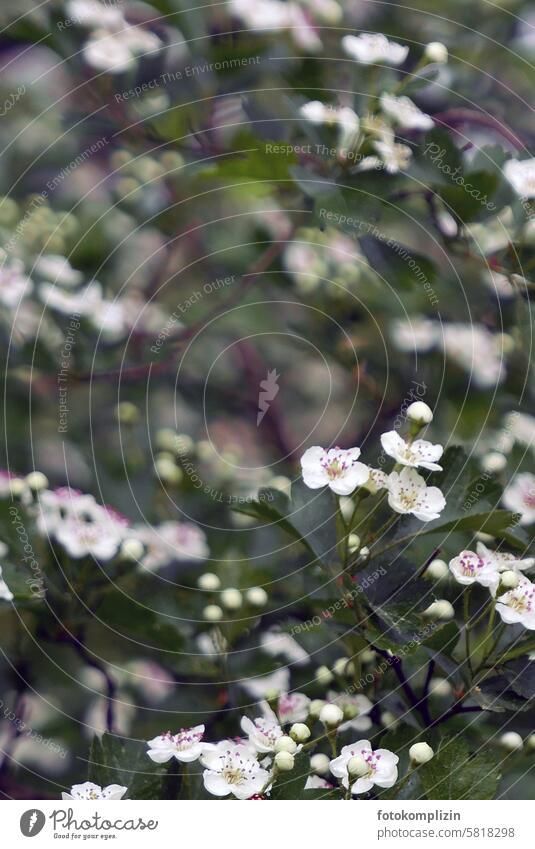 blühender Weißdorn Blüte Weissdorn weiß Blütezeit Rosengewächse Frühling Heilpflanze Arzneipflanze weisse Blüten Crataegus essbar