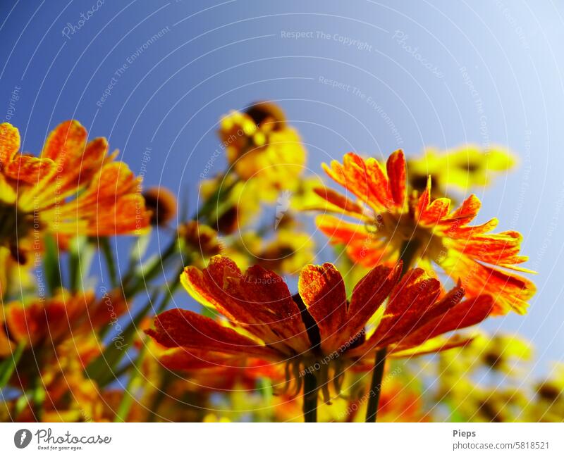 Zweifarbige Blüten der Sonnenbraut Sommer Sommerblumen Garten Juli August staudenpflanze bienenfreundlich Blume Gartenblume Sommergefühl sommerlich Tageslicht