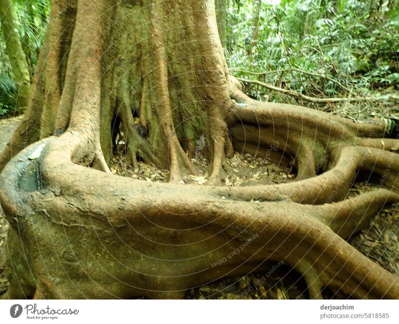 Ein ganz ungewöhnlicher Baum Bewuchs der Wurzeln. baumwurzeln Menschenleer Baumwurzeln Tag Natur Landschaft Pflanze Außenaufnahme Farbfoto Himmel Wald