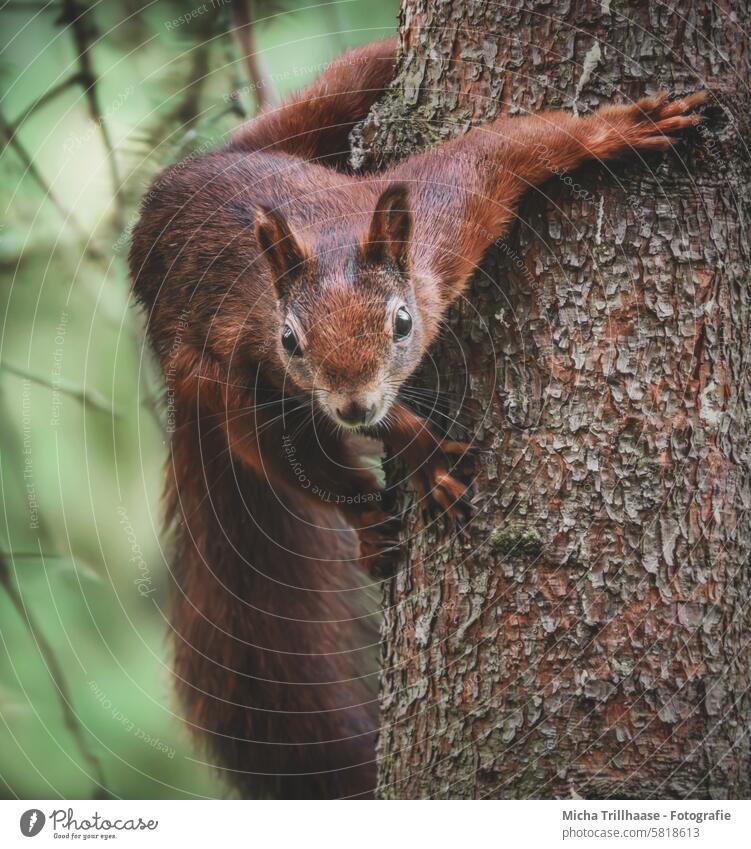 Eichhörnchen schaut neugierig vom Baum Sciurus vulgaris Tiergesicht Kopf Auge Nase Ohr Maul Krallen Fell Pfote Wildtier Nagetiere Schwanz Natur Baumstamm